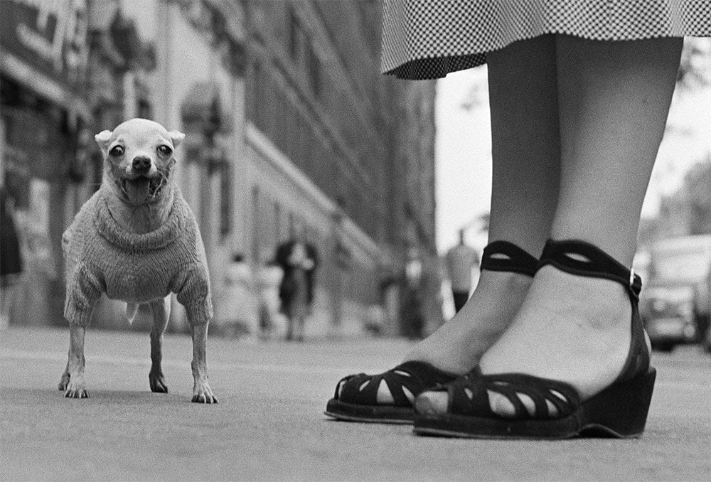 Life-Framer-Journal-Elliott-Erwitt