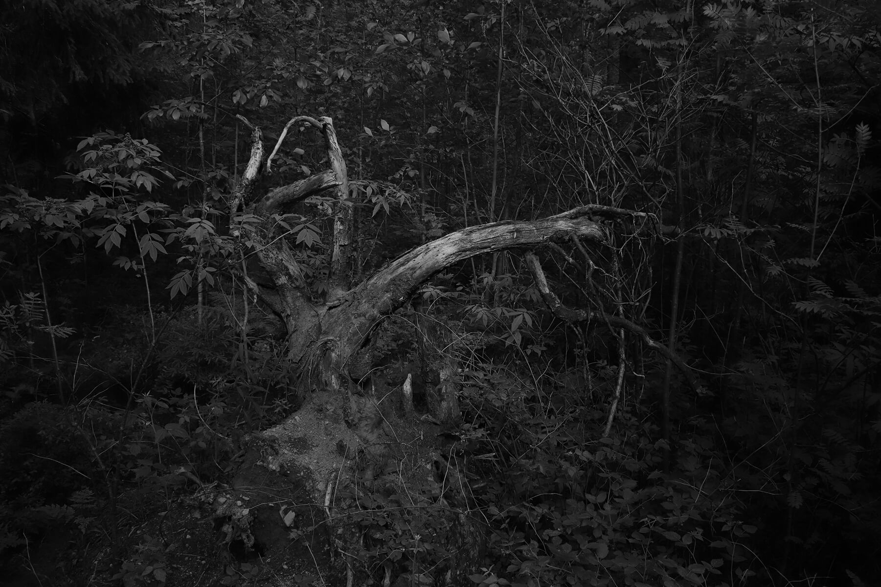 Life-Framer-Black-White-HedvigØien