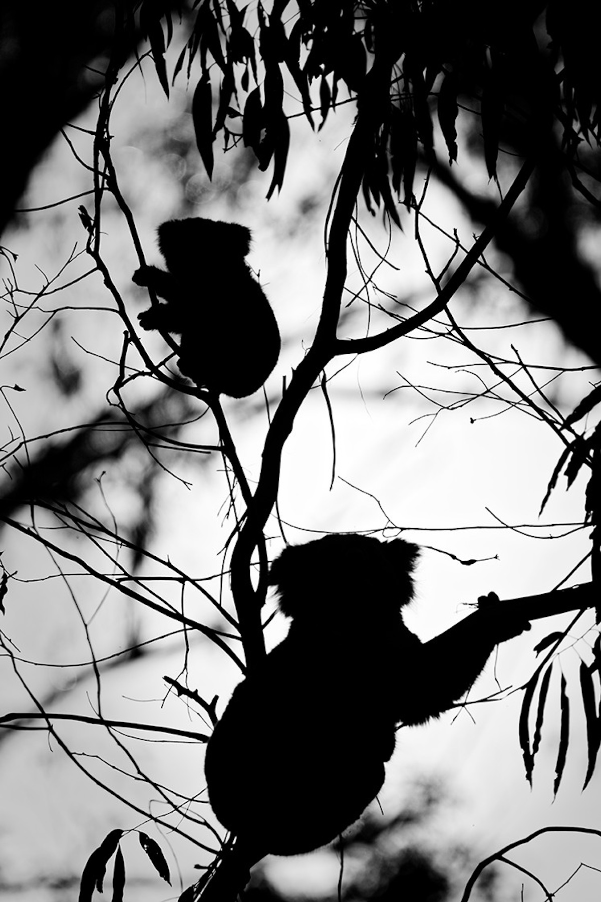 242194-Animal Kingdom4-AlexandraAnthéaGodefroy