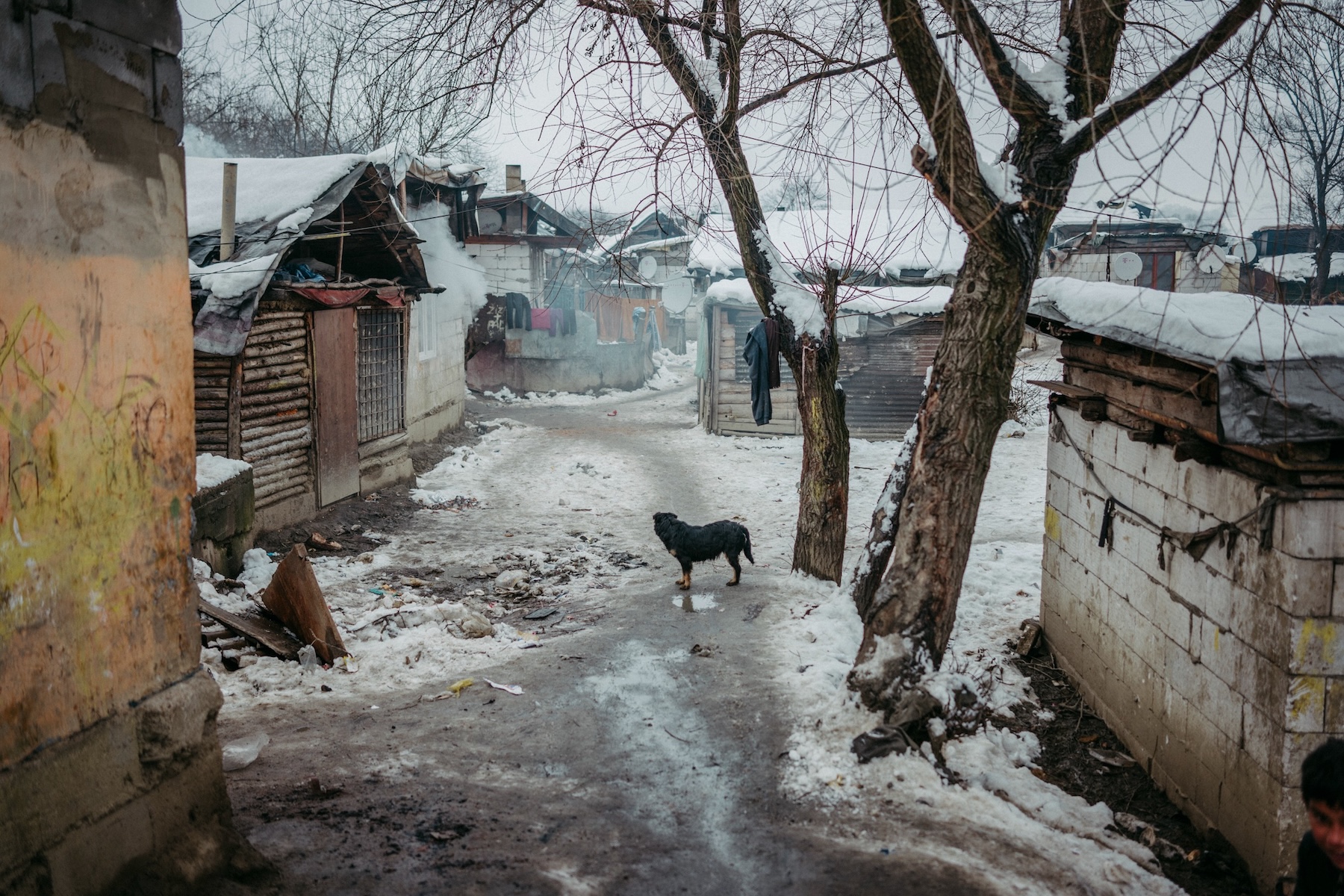 245536-Animal Kingdom2-ManuelaFederl