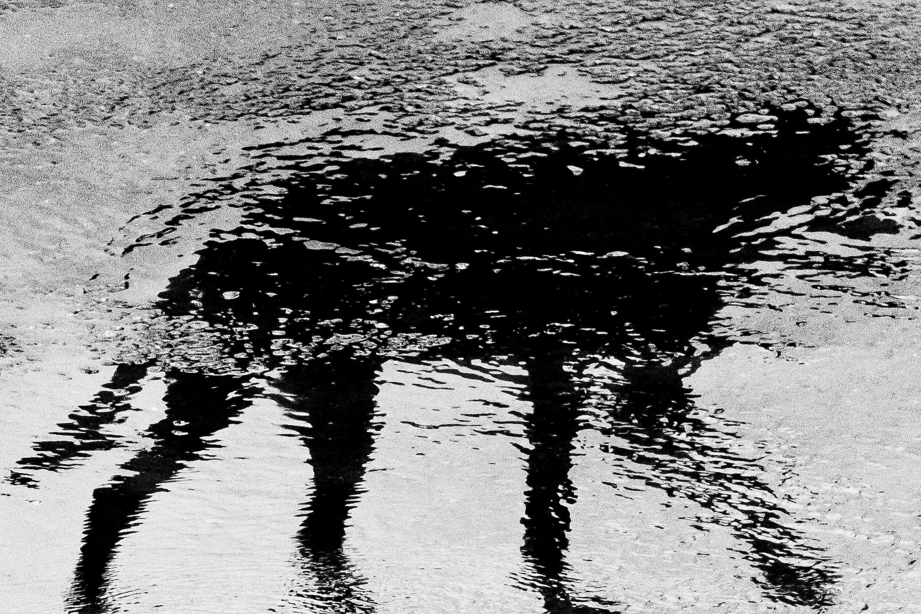 245558-Animal Kingdom6-MarinaDego