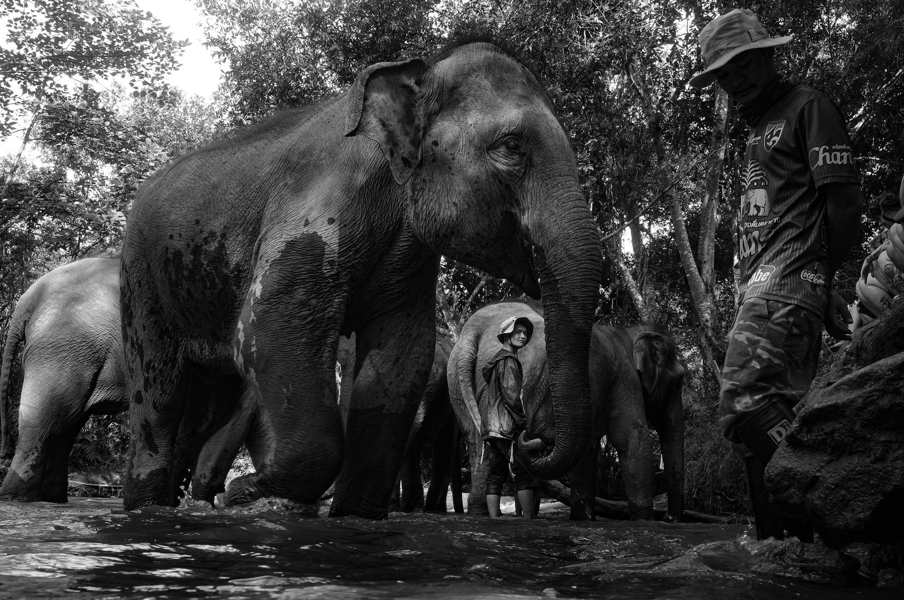 245856-Animal Kingdom1-PaulHörner