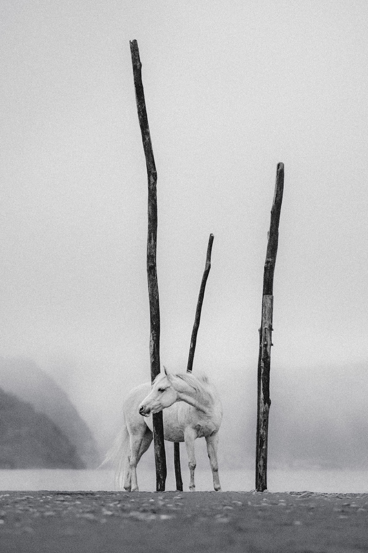 246977-Animal Kingdom10-LoreaHausheer