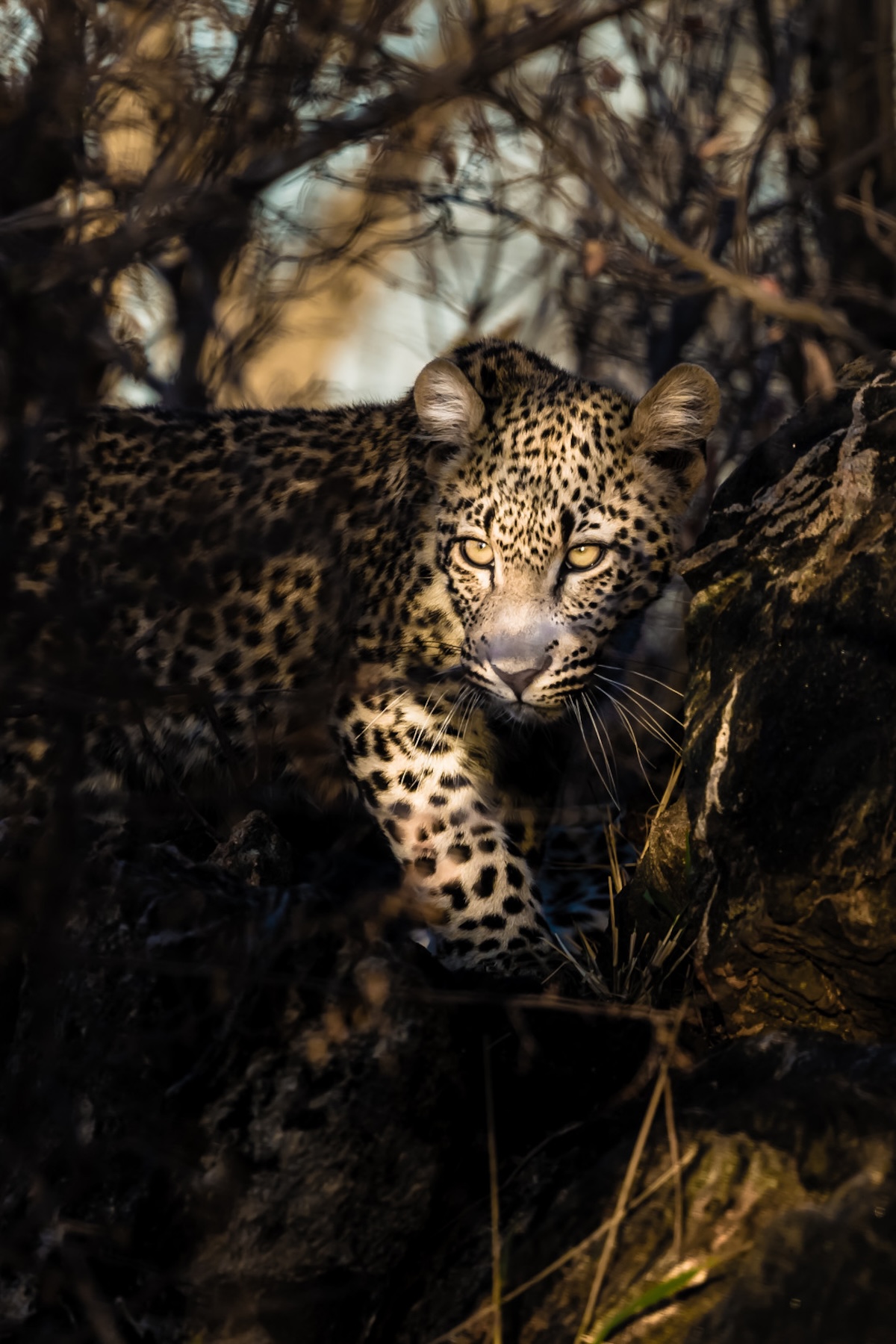 247120-Animal Kingdom2-JohnComisky