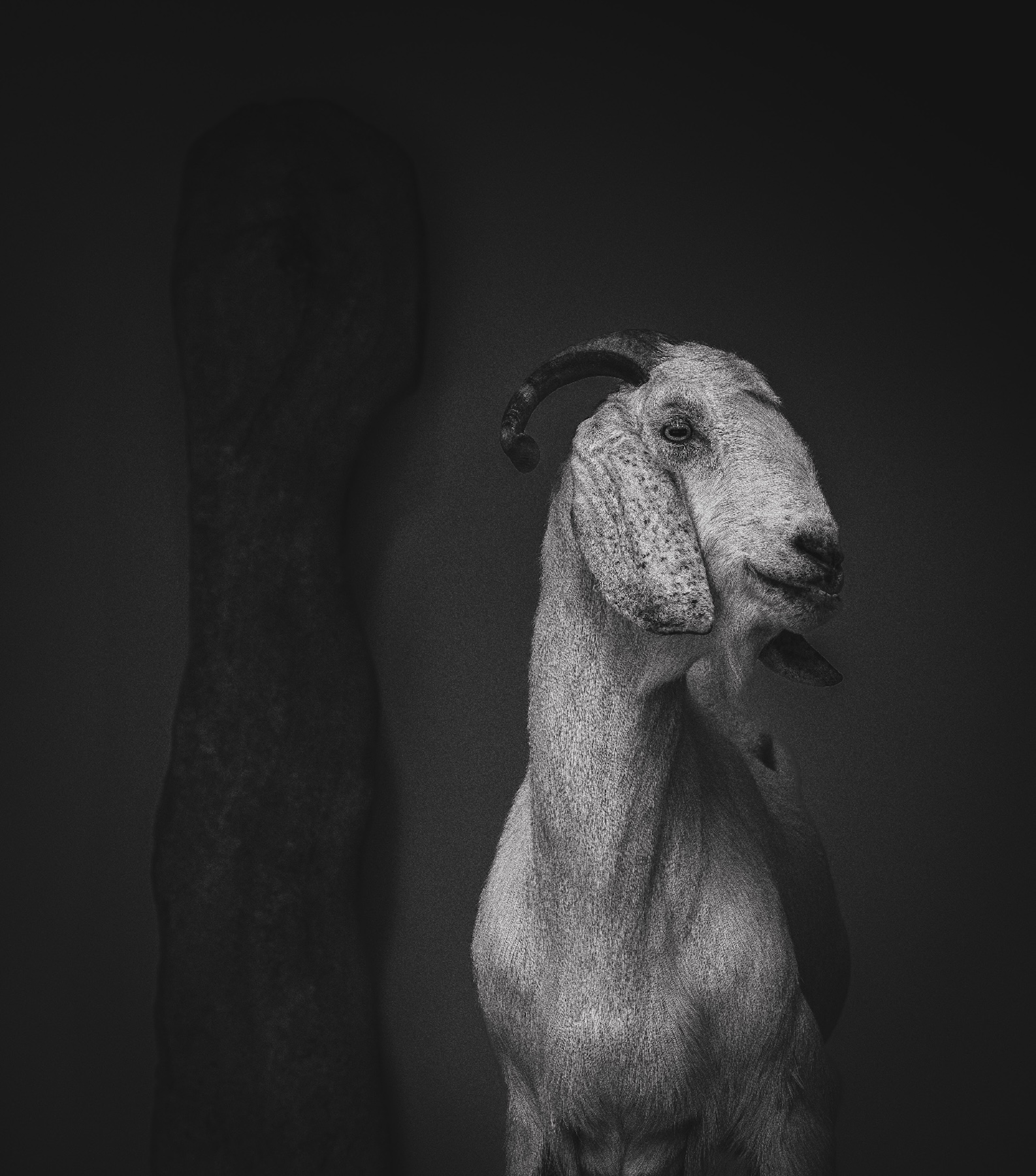 247138-Animal Kingdom1-EvelienGeldens