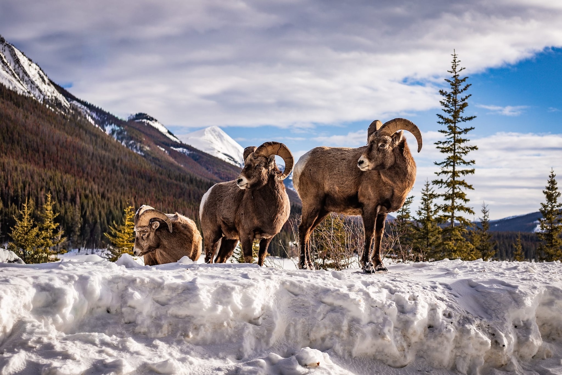 247155-Animal Kingdom1-SamanthaSpodzieja