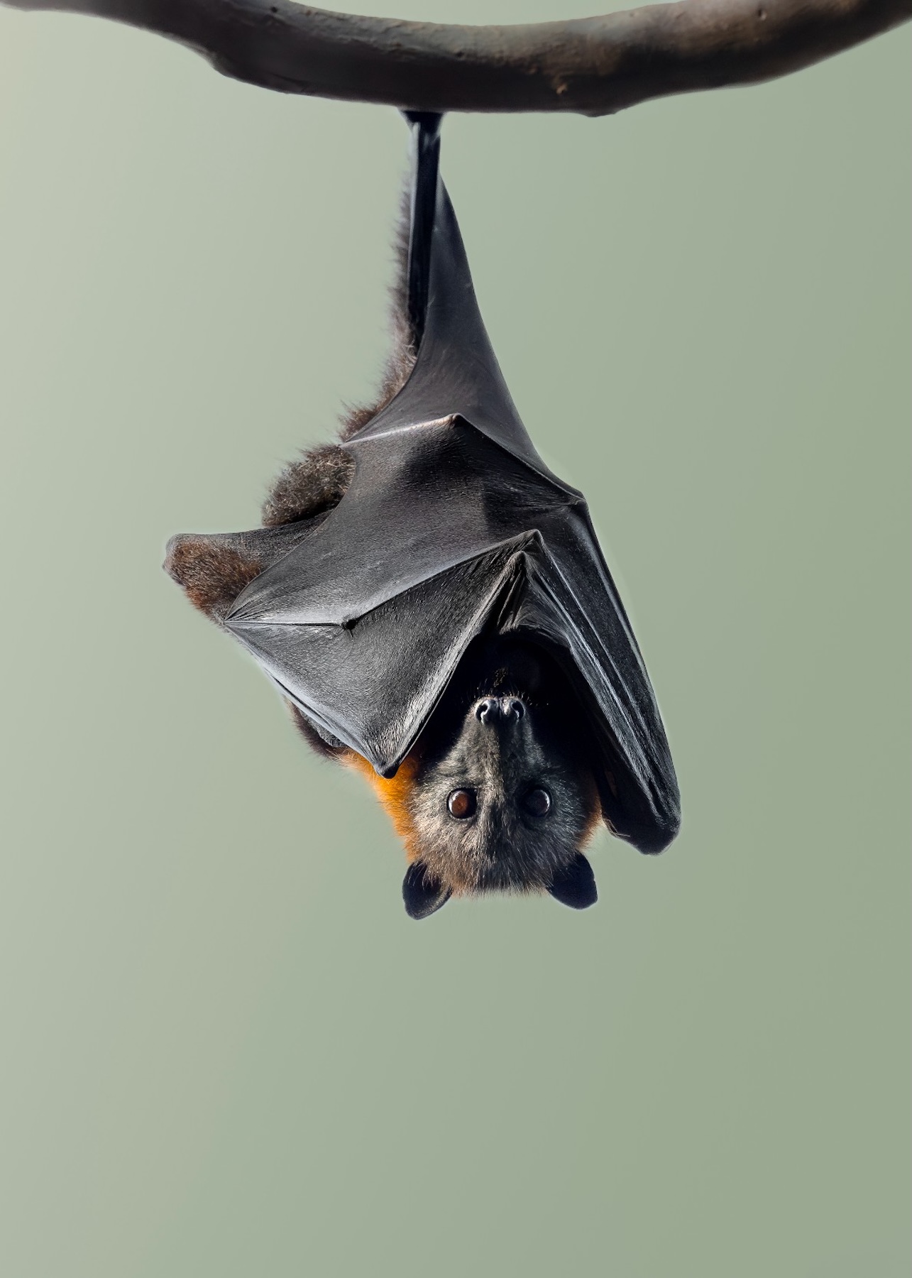 247159-Animal Kingdom3-JessicaWells