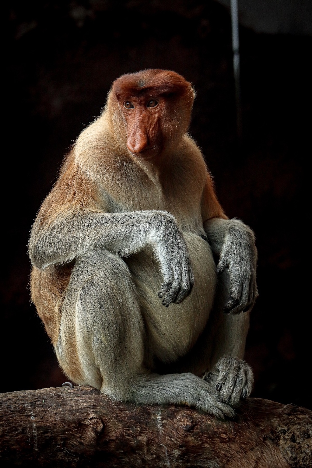 247452-Animal Kingdom7-PriscillaUren