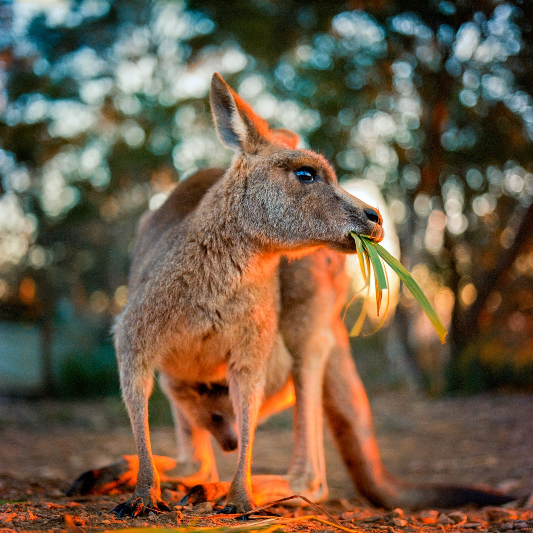 247756-Animal Kingdom10-KaroliinaKase