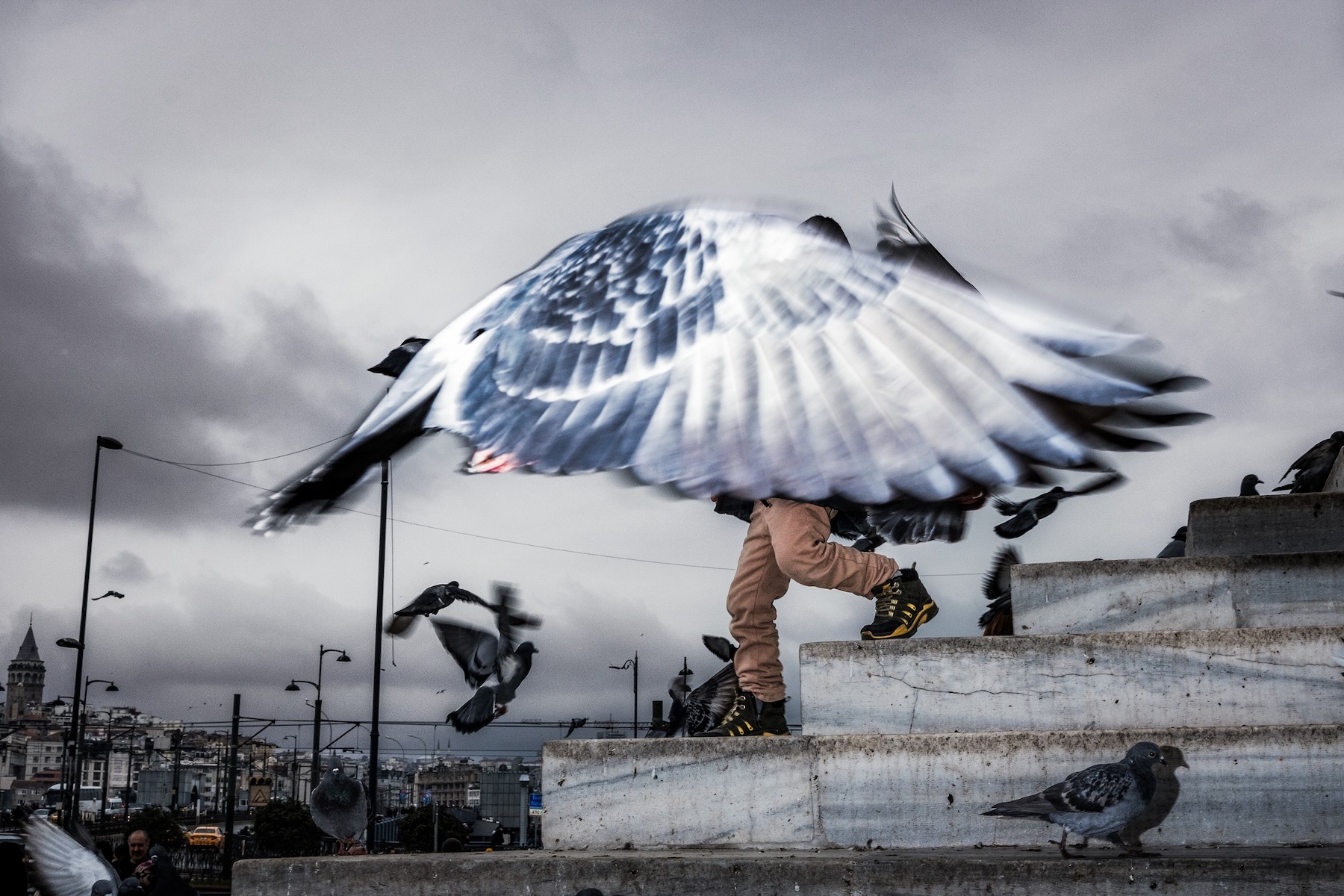 247984-Animal Kingdom2-MuratHarmanlikli