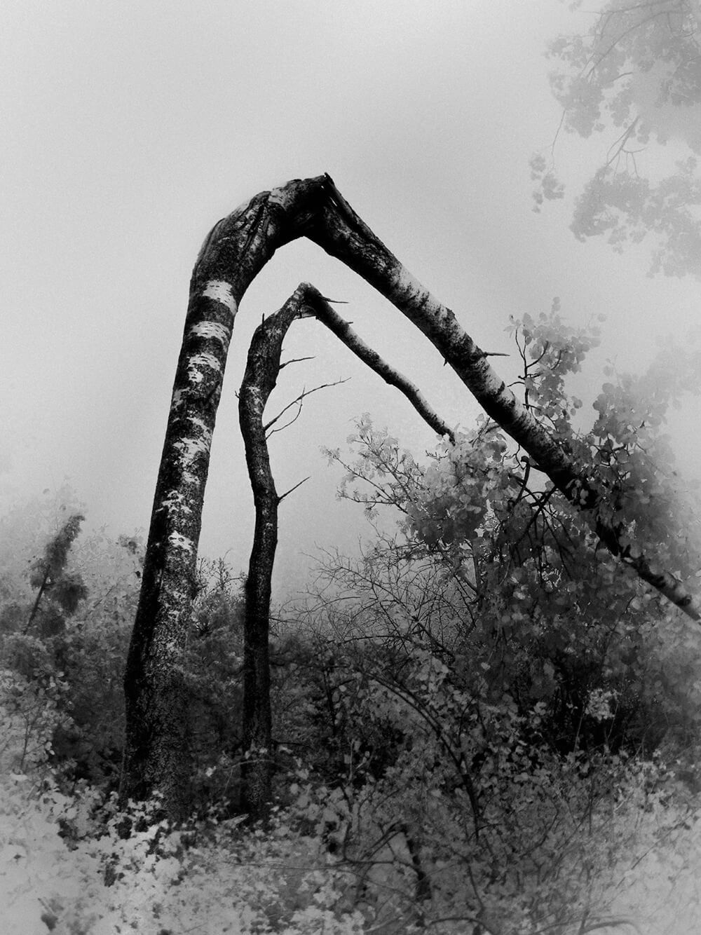 Andrea de Franciscis