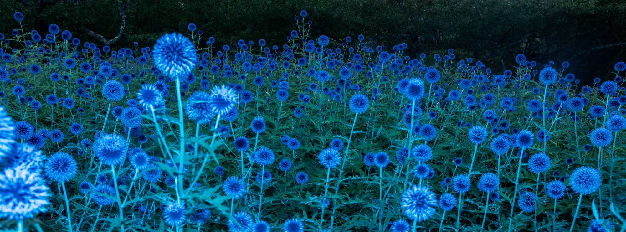 sari@sarisoininen.com