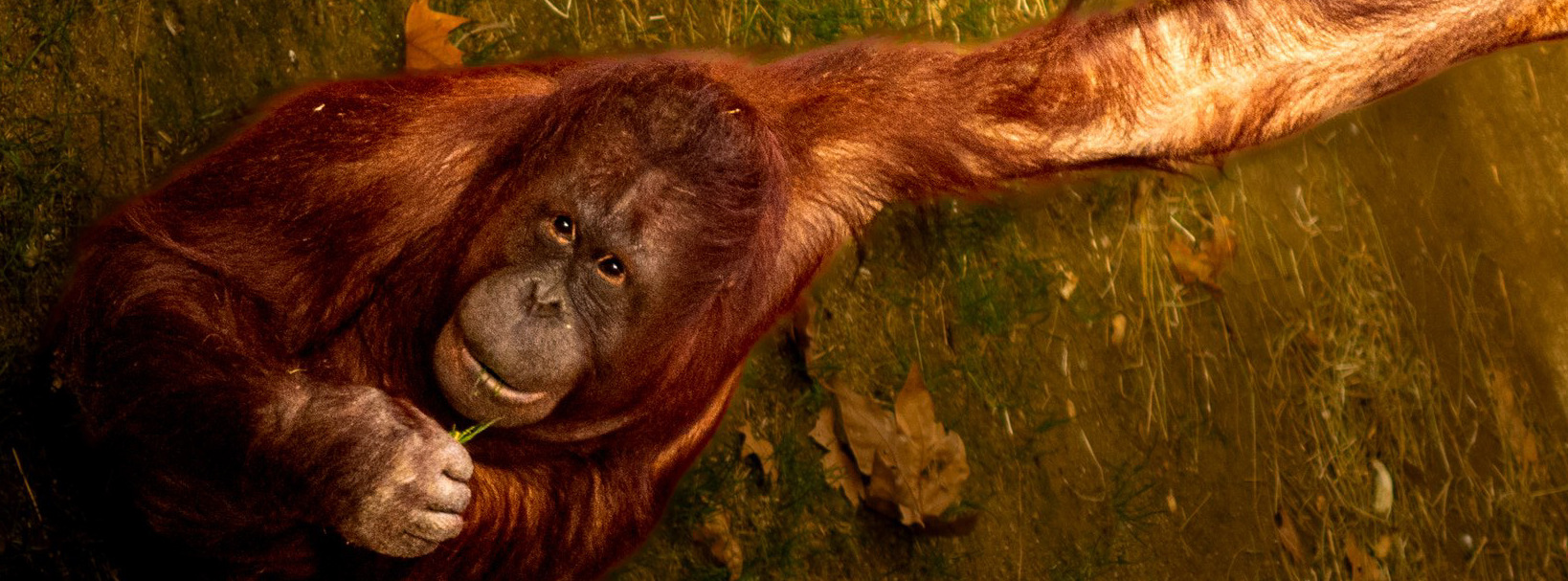 Wildbono